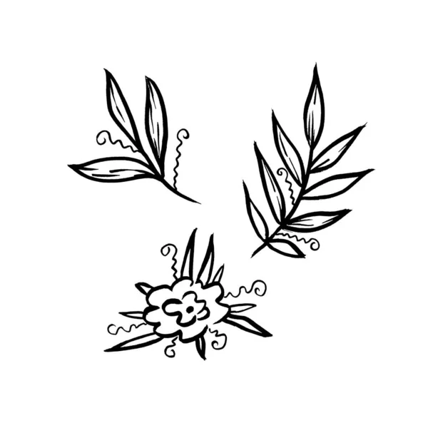 Установите монохромную линию из цветков календулы и листьев листьев. Линейный ручной рисунок Лист на белом фоне — стоковое фото