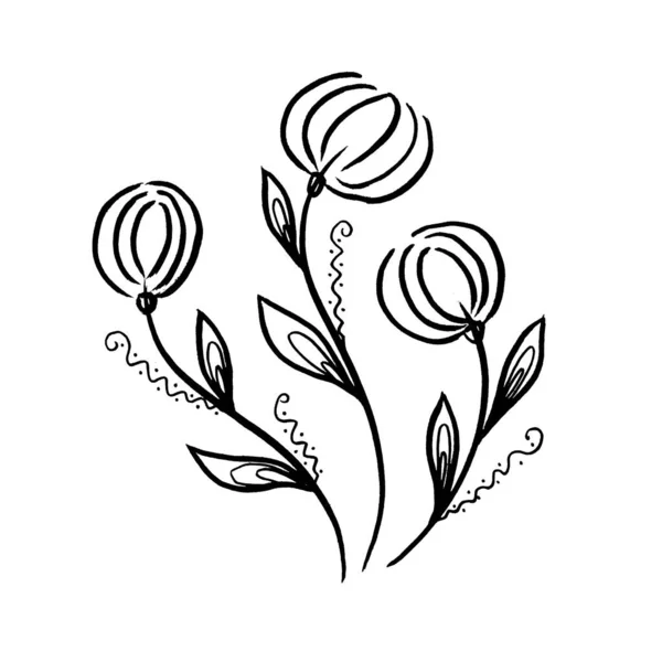 Floral botanical flower. Isolated illustration element. Line art hand drawing wildflower on white background — Stockfoto