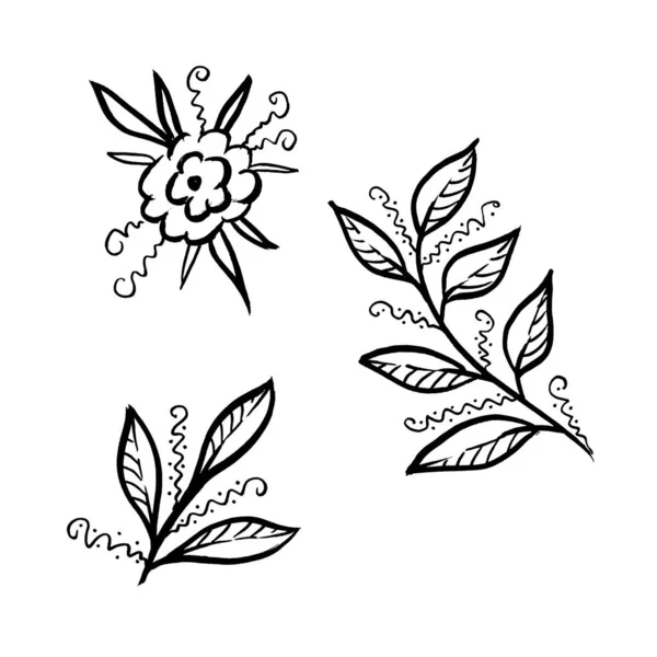 Set Floral botanische tropische bloem en laat. Geïsoleerd illustratie-element. Line art hand tekening wilde bloem op witte achtergrond — Stockfoto