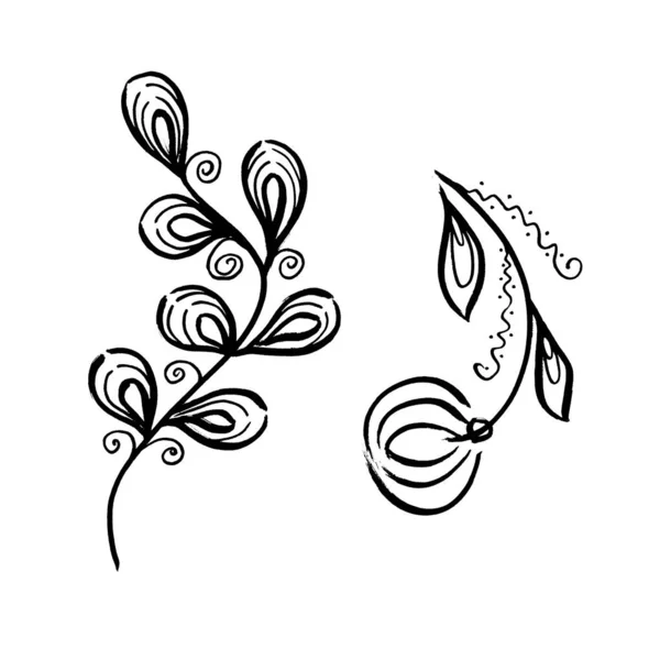 Ensemble botanique floral feuilles et fleurs de pissenlit. Élément d'illustration isolé. Ligne art dessin à la main fleur sauvage sur fond blanc — Photo