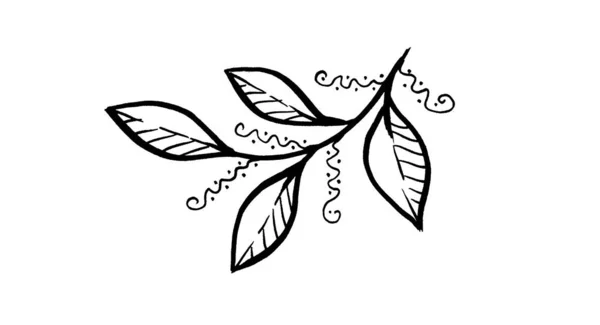 Linha de arte monocromática Leave. Desenho de mão linear Folha sobre fundo branco — Fotografia de Stock