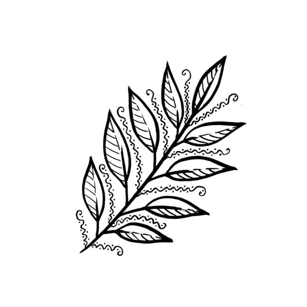Monochrome line art laurel Leave. Linear hand drawing Leaf on white background — Stockfoto