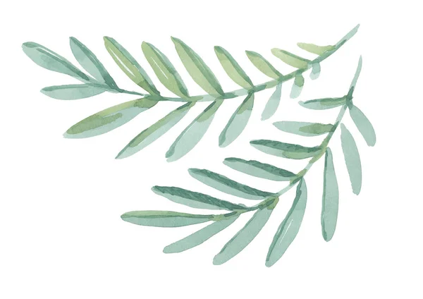 Aquarell grüne Blätter mit Zweig auf weißem Hintergrund — Stockfoto