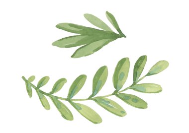 Suluboya beyaz arkaplan üzerine dallı yeşil izin ayarladı