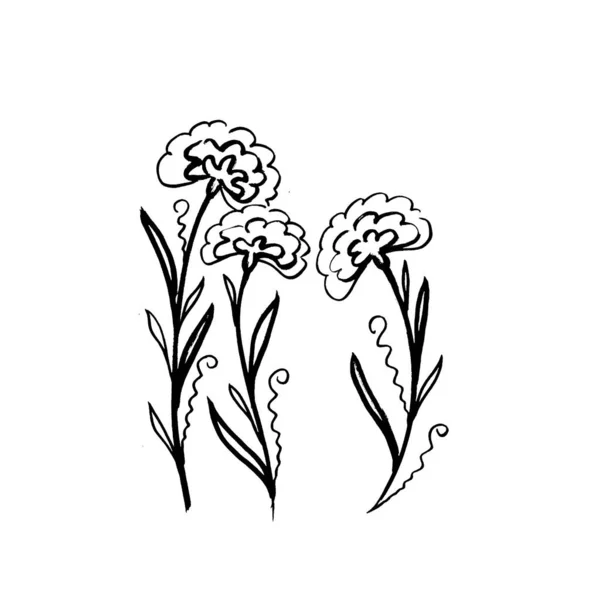 Ställ blommiga botaniska ringblomma. Isolerat illustrationselement. Linje konst hand ritning vildblomma på vit bakgrund — Stockfoto