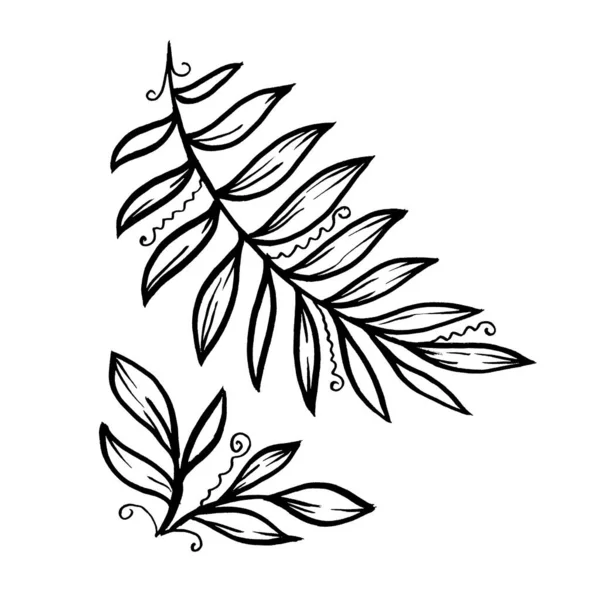 Set Monochrome line art palm Leave. Linear hand drawing tropical Leaf on white background — 图库照片