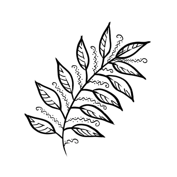 Monochrome line art Leave. Linear hand drawing laurel Leaf on white background — Stockfoto