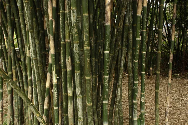Bamboo Garden Hue Vietnam — Stock Photo, Image