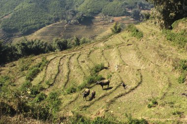 Pirinç tarlaları olan bir vadi. Pirinç çok aşamalı bahçeler. Sapa Vadisi, Vietnam