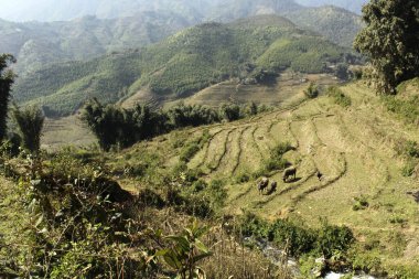 Pirinç tarlaları olan bir vadi. Pirinç çok aşamalı bahçeler. Sapa Vadisi, Vietnam