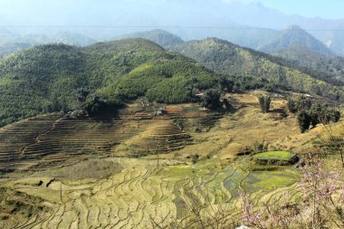Pirinç tarlaları olan bir vadi. Pirinç çok aşamalı bahçeler. Sapa Vadisi, Vietnam