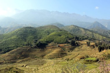 Pirinç tarlaları olan bir vadi. Pirinç çok aşamalı bahçeler. Sapa Vadisi, Vietnam