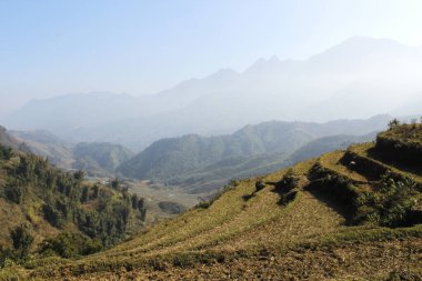 Sapa Vadisi. Pirinç tarlalı vadi. Pirinç çok aşamalı bahçeler. Vietnam