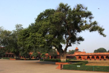 Tac Mahal 'deki güç ağacı. Agra, Hindistan 