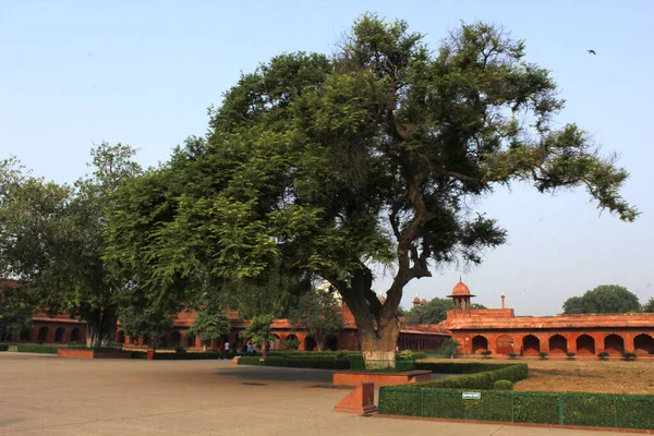 Arbre Pouvoir Dans Taj Mahal Agra Inde — Photo