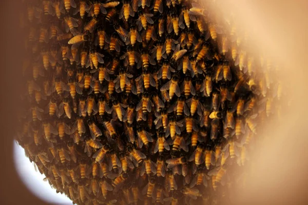 Macro, Hint arı kovanına ateş ediyor. 