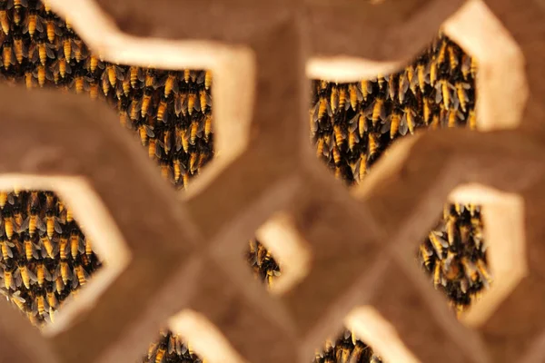 マクロ撮影インドのスズメバチの巣 — ストック写真