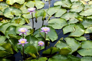 Bir sürü yapraklı mor nilüferler. 