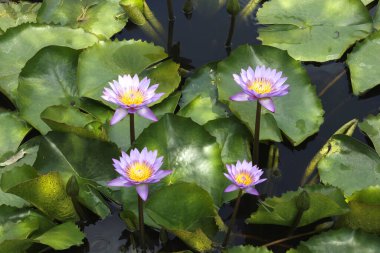 Bir sürü yapraklı mor nilüferler. 