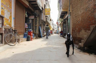 Goatling on the street of the old and mysterious city Varanasi, India