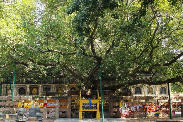 Árvore Mahabodhi Bodhgaya Índia — Fotografia de Stock