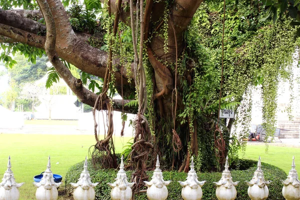 Stare Drzewo Parku Biała Świątynia Wat Rong Khun Chiang Rai — Zdjęcie stockowe