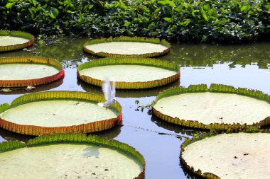 Nilüfer çiçeği yapraklı beyaz güvercin Victoria Amazon. Chiang Mai, Tayland 