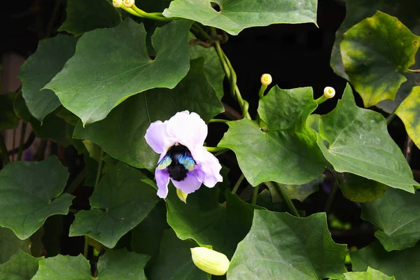 Bir Yaban Arısı Polen Toplar Chiang Mai Tayland — Stok fotoğraf