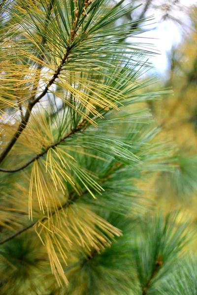 Takken Met Groene Gele Naaldnaalden Van Dichtbij — Stockfoto