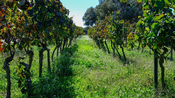 Sant Lluis, Menorca, Balear Adaları, İspanya 'daki üzüm bağları.