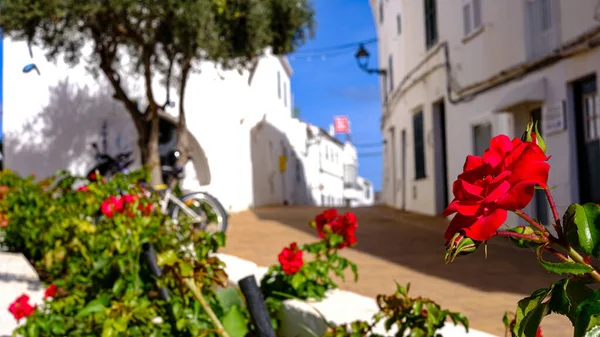 Çiçek ve sokak Fornells, Menorca, Balear adaları, İspanya,