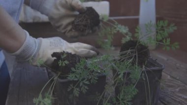 Eldiven nakli yapan kadın elleri daha büyük bir kabın içine filizleniyor. Bahçecilik ve sebze bahçesi