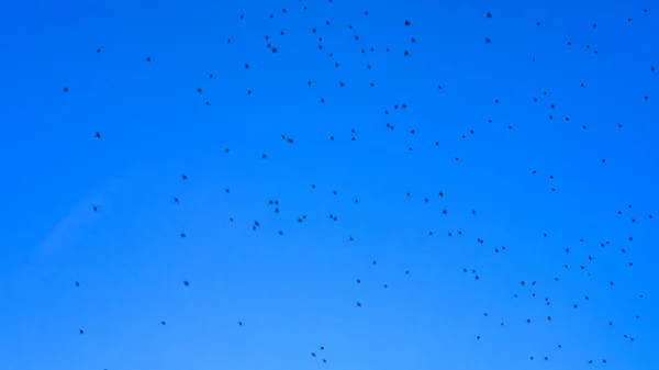 Vogel Spreeuwen Vlucht Achtergrond Van Blauwe Lucht — Stockfoto
