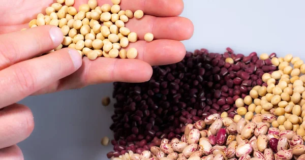 Vejetaryen yemeği: Soya, borloti ve altta azuki fasulyesi olan bir adam eli.