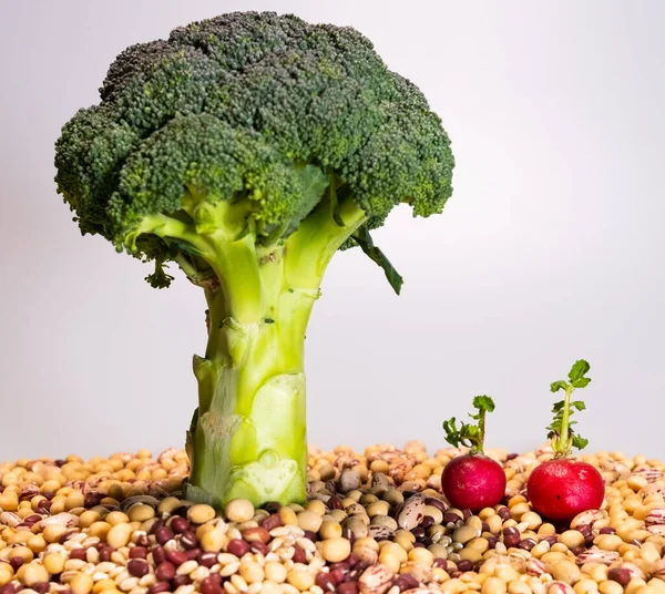 Liebe Und Veganes Essen Zwei Verliebte Radieschen Unter Einem Brokkoli — Stockfoto