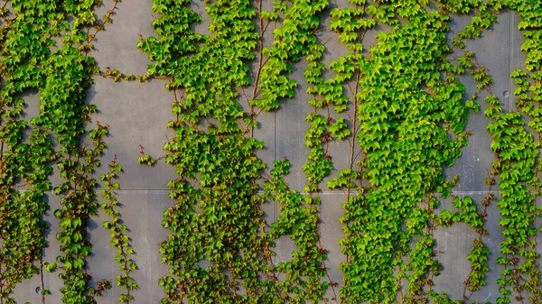 Зелена Плющ Сірій Стіні Природа Бетоні — стокове фото
