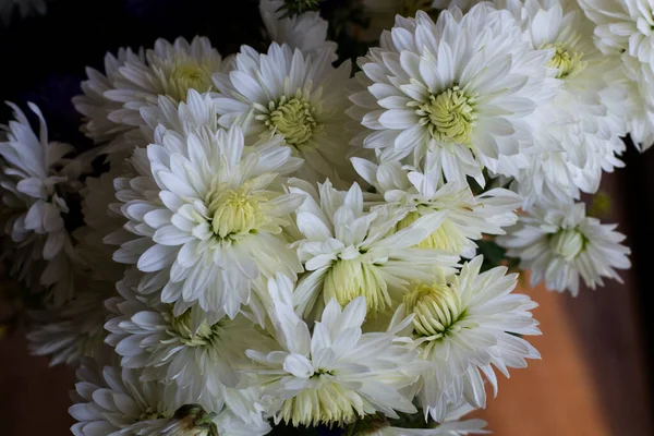 Chrysanthemums Bouquet White Flowers Flowering Plant Ukraine — Stock Photo, Image