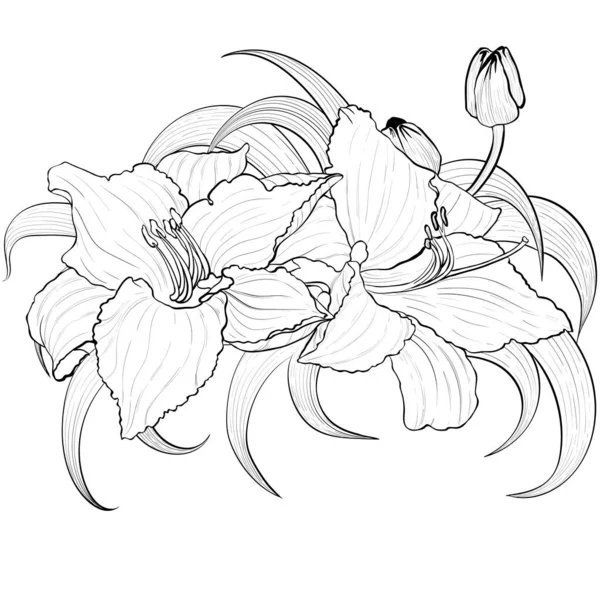 Векторна Квітка Лілії Бутони Листя Квіткове Цифрове Мистецтво Літні Квіти — стоковий вектор