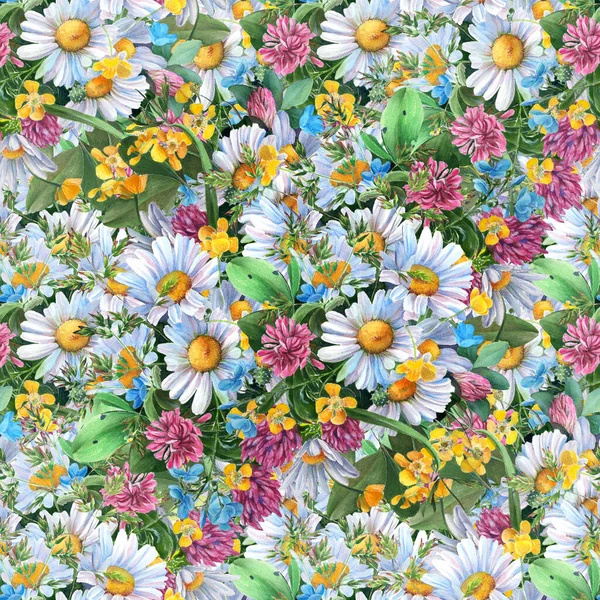Seamless Pattern Wild Flowers Herbs Chamomile Flowers Decorative Composition Watercolor — Stock Photo, Image