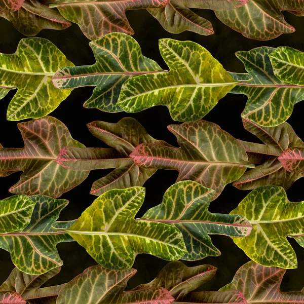 Leaves Watercolor Background Decorative Composition Plant Elements Croton Seamless Pattern — Stockfoto