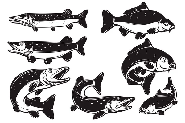 Set Illustrations Carp Pike Fish Isolated White Background Unsur Desain - Stok Vektor