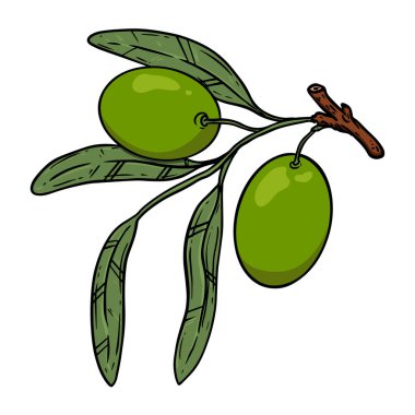 Zeytinli zeytin dalı çizimi. Poster, kart, pankart, işaret, amblem için tasarım ögesi. Vektör illüstrasyonu
