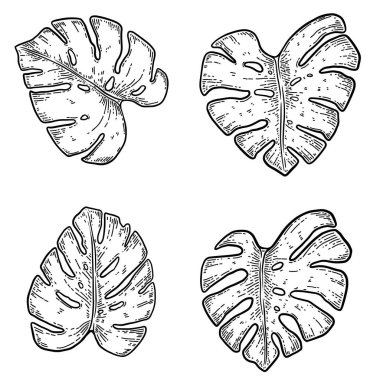 Bir dizi canavar yaprağı çizimi. Poster, kart, afiş ve el ilanları için tasarım elemanı. Vektör illüstrasyonu