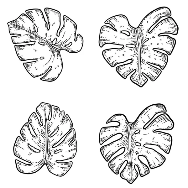 Uppsättning Illustrationer Monstera Blad Design Element För Affisch Kort Banner — Stock vektor
