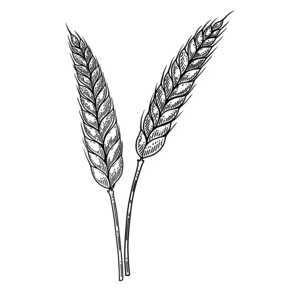 Ілюстрація Пшеничного Коктейлю Стилі Гравюри Елемент Дизайну Логотипу Етикетки Знака — стоковий вектор