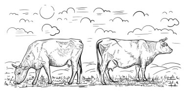 Illustration of two cows that graze in the meadow. Design element for poster, card, banner, emblem. Vector illustration