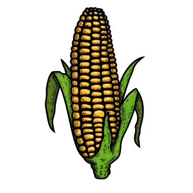 İşleme tarzında mısır kabartması. Logo, etiket, işaret, amblem, poster tasarımı. Vektör illüstrasyonu
