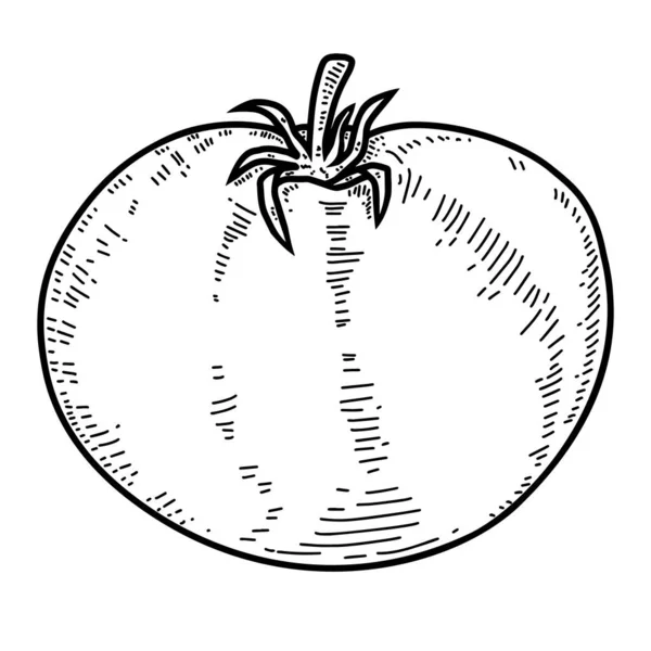 Ilustrasi Tomat Dalam Gaya Engraving Unsur Desain Untuk Logo Label - Stok Vektor