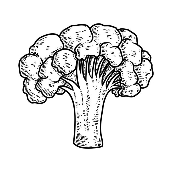 Illustration of cauliflower in engraving style. Design element for poster, menu, store decoration, flyer, banner. Vector illustration