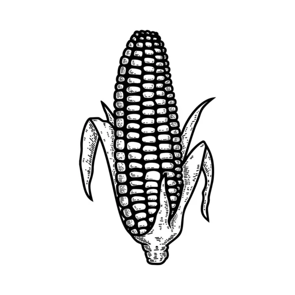 Ilustrasi Telinga Jagung Dalam Gaya Engraving Unsur Desain Untuk Logo - Stok Vektor